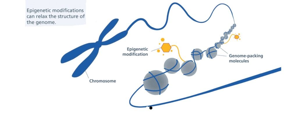 A diagram of the process of making an epigenetic modification.
