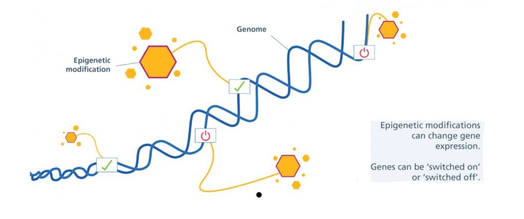 A diagram of the genome and its location.