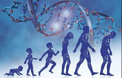 A drawing of the human evolution and dna.