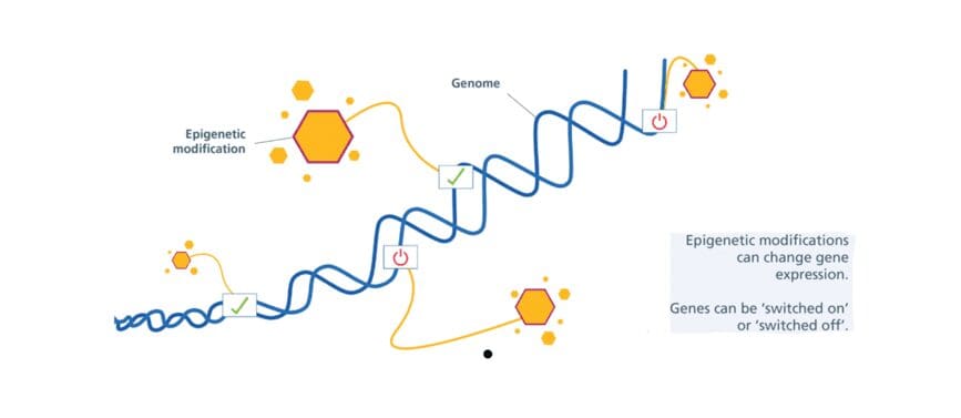A diagram of the genome and its location in the cell.