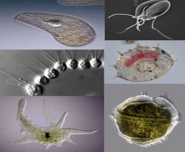 A series of pictures showing different types of microscopic organisms.